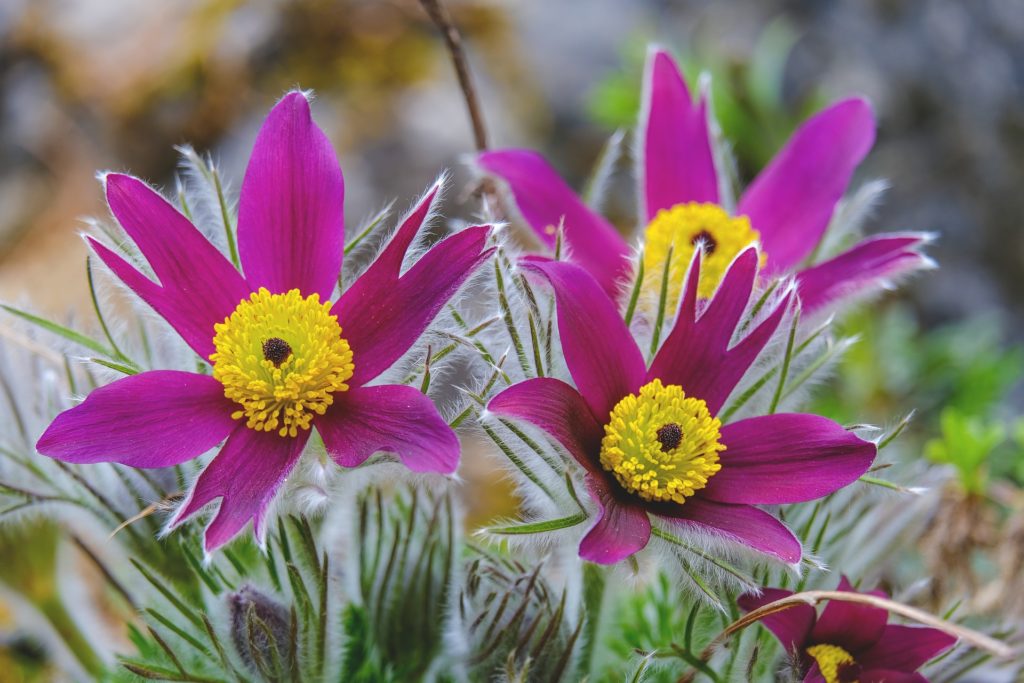 pasque flower