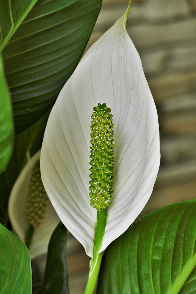 peace lily