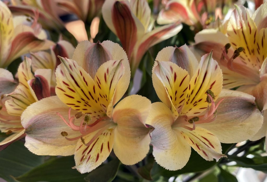 peruvian lily