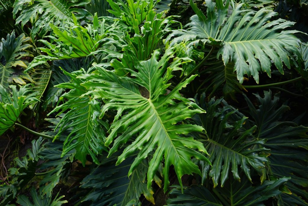 philodendron