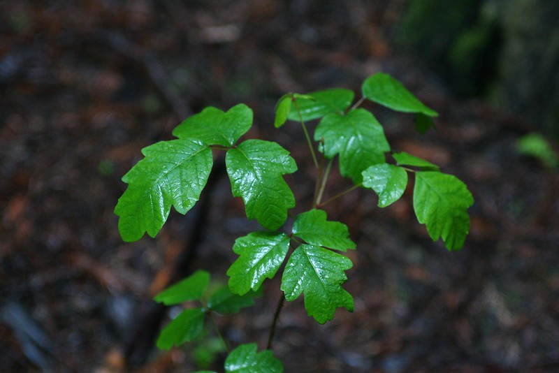 Poison oak