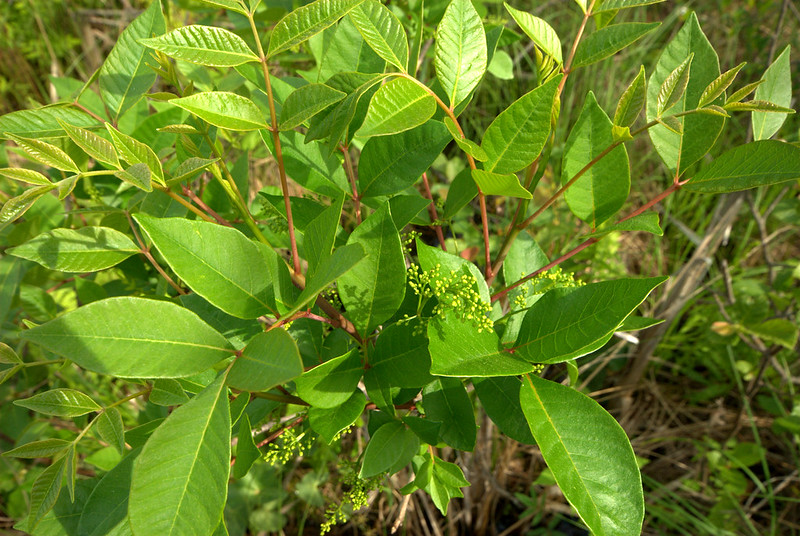 Poison sumac