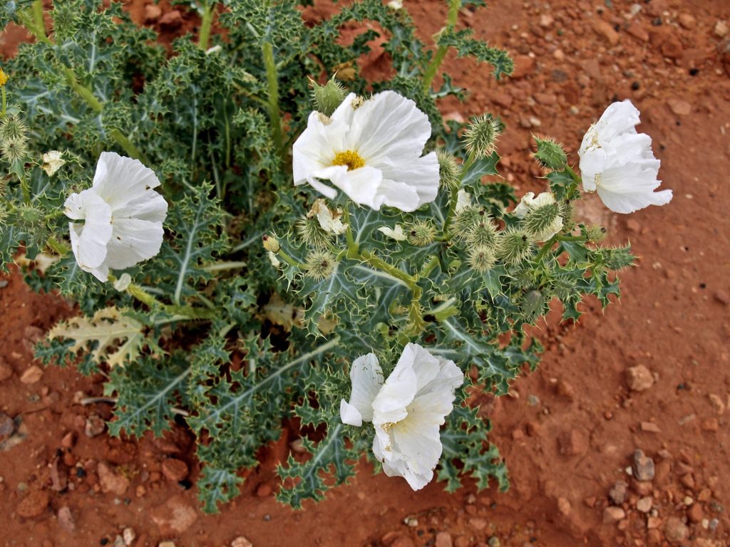 Prickly poppy