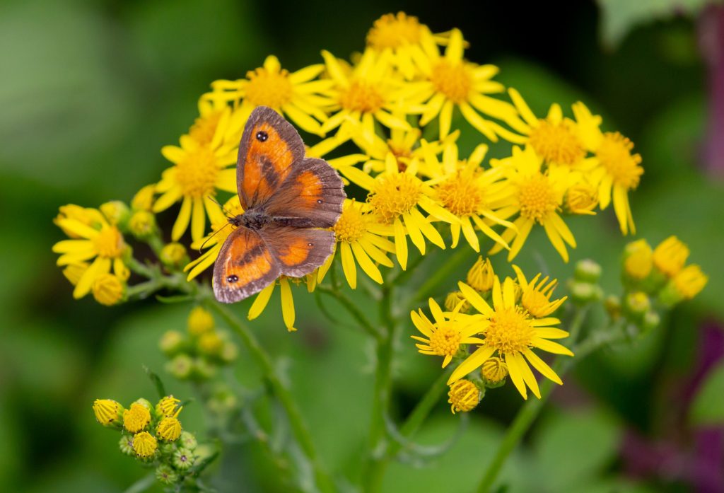 Ragwort