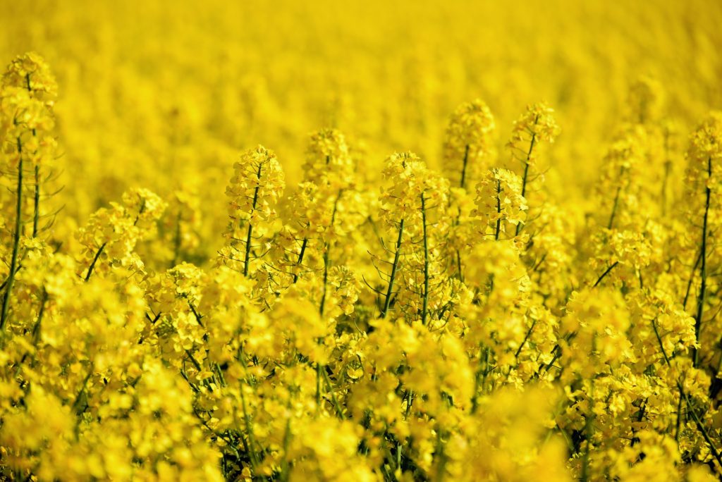 Rapeseed