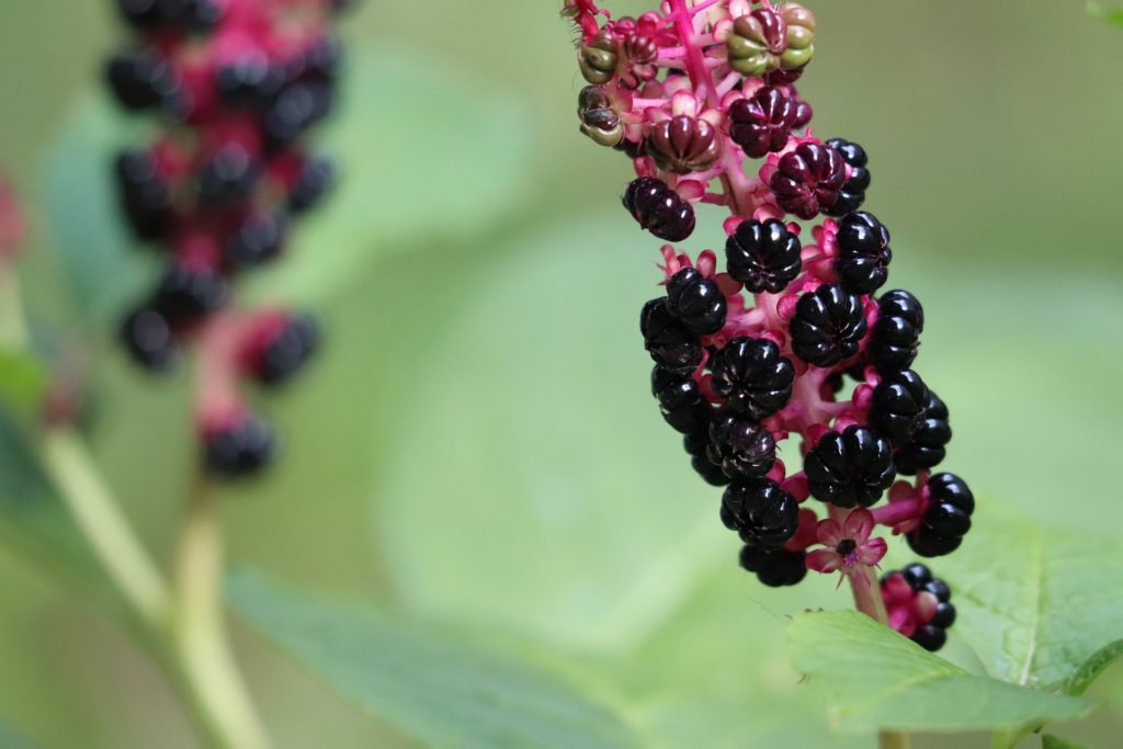 Red-ink Plant