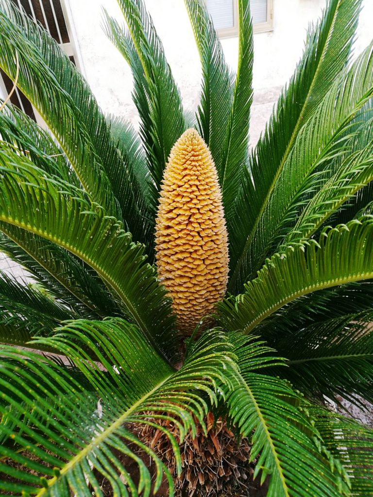 sago palm