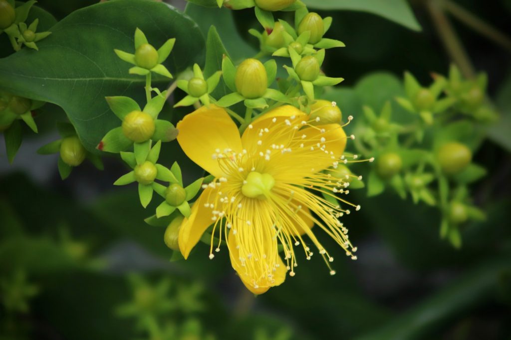 st johns wort