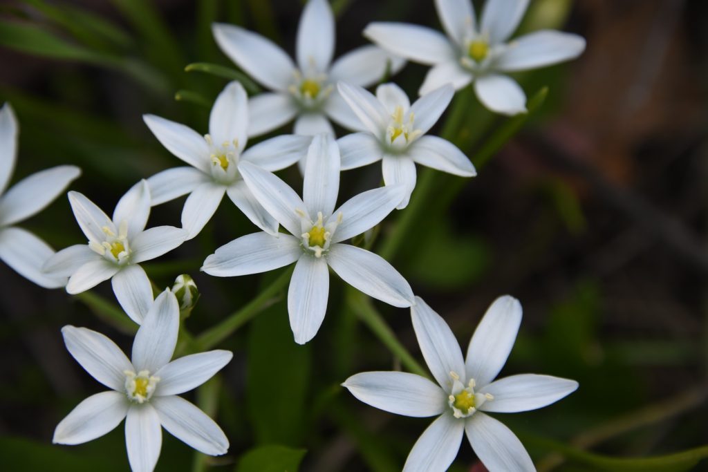 Star-of-Bethlehem