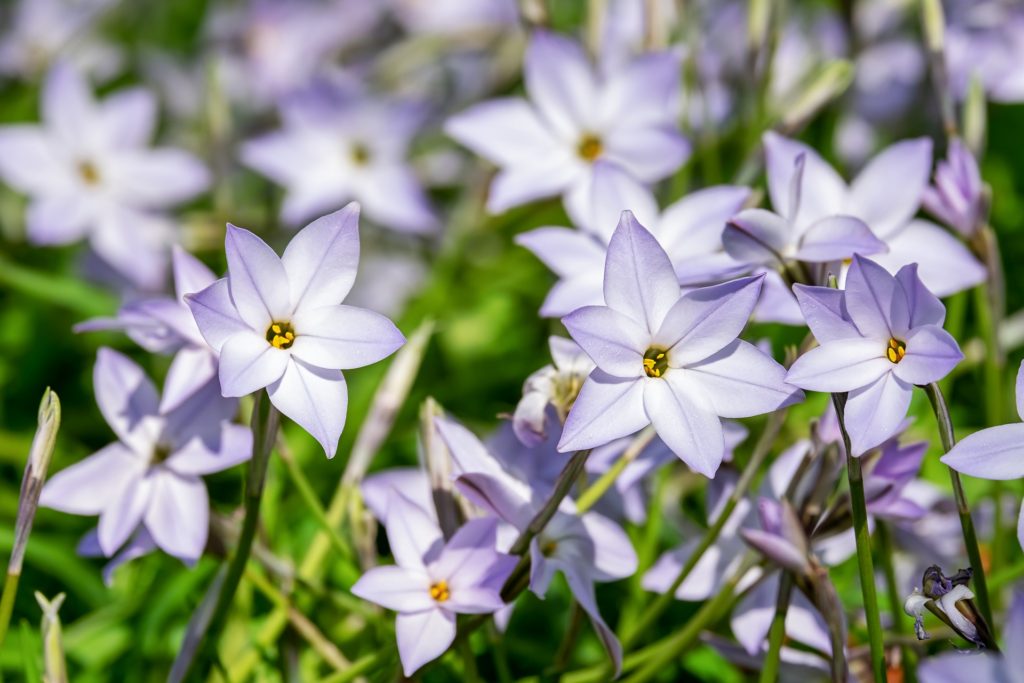 starflower