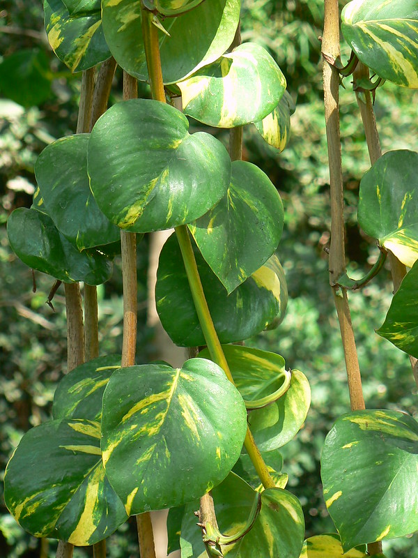 taro vine