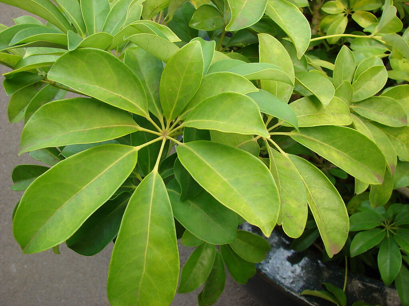 Umbrella plant