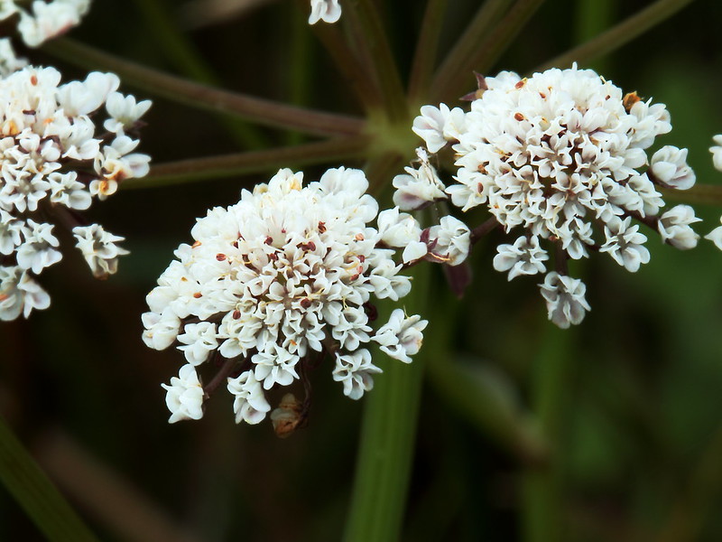 water dropwort