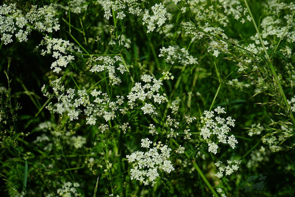 water hemlock