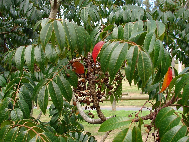 Wax tree