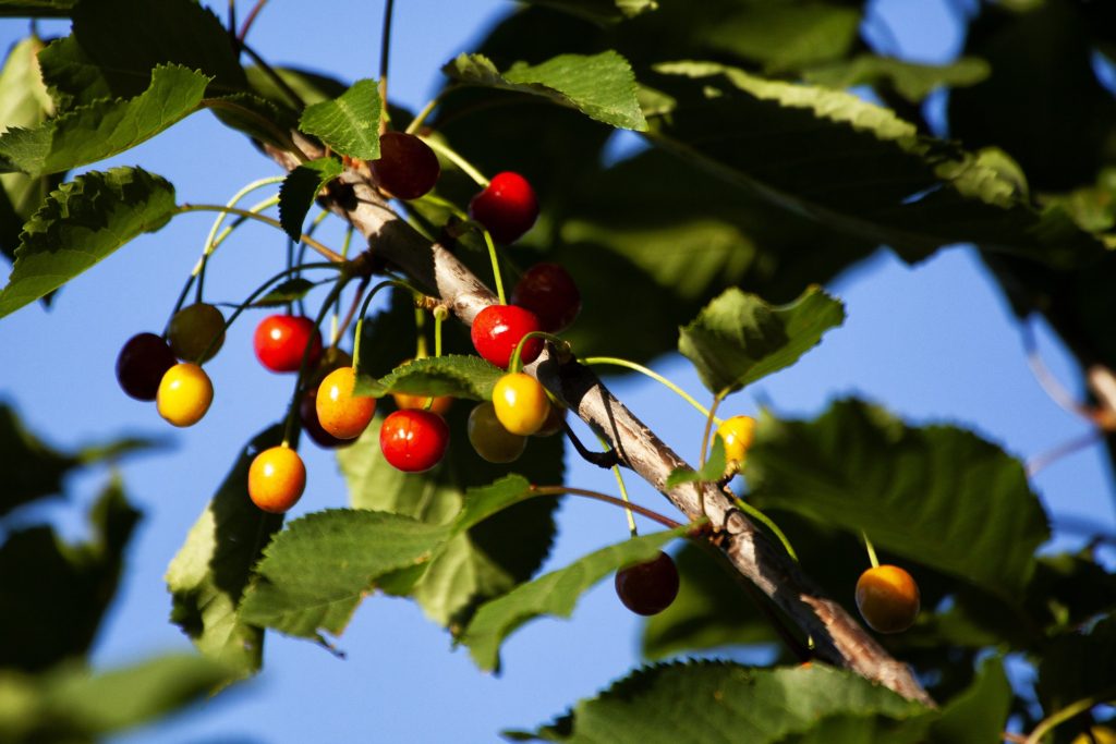 wild cherry tree