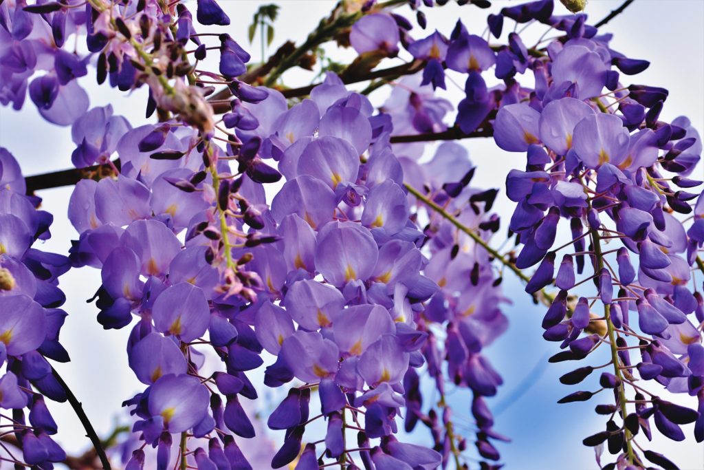 wisteria