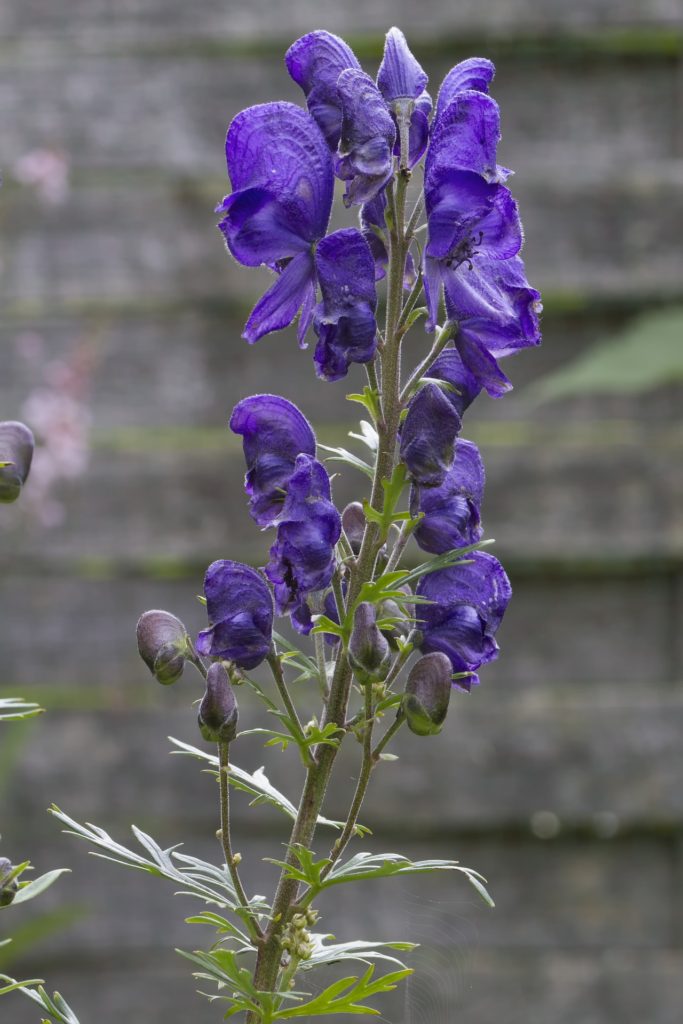 wolfsbane