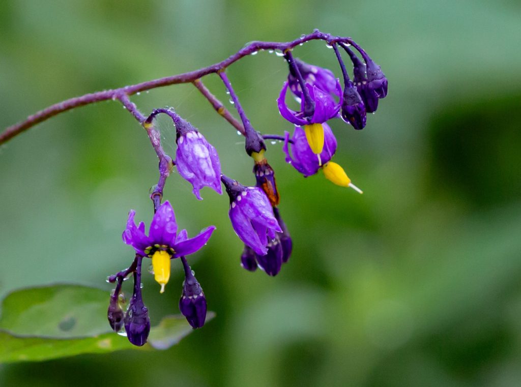 woody nightshade