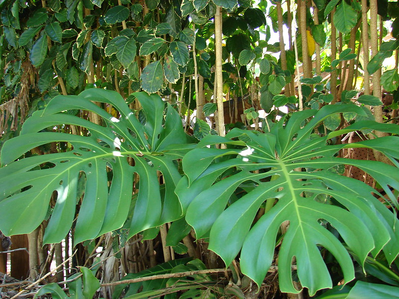 Hurricane plant